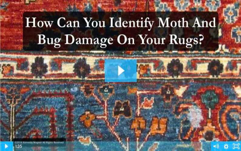 RugVideos Moth And Bug Identification