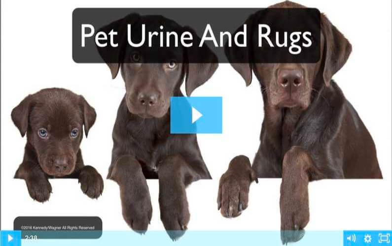 RugVideos Pet Urine And Rugs